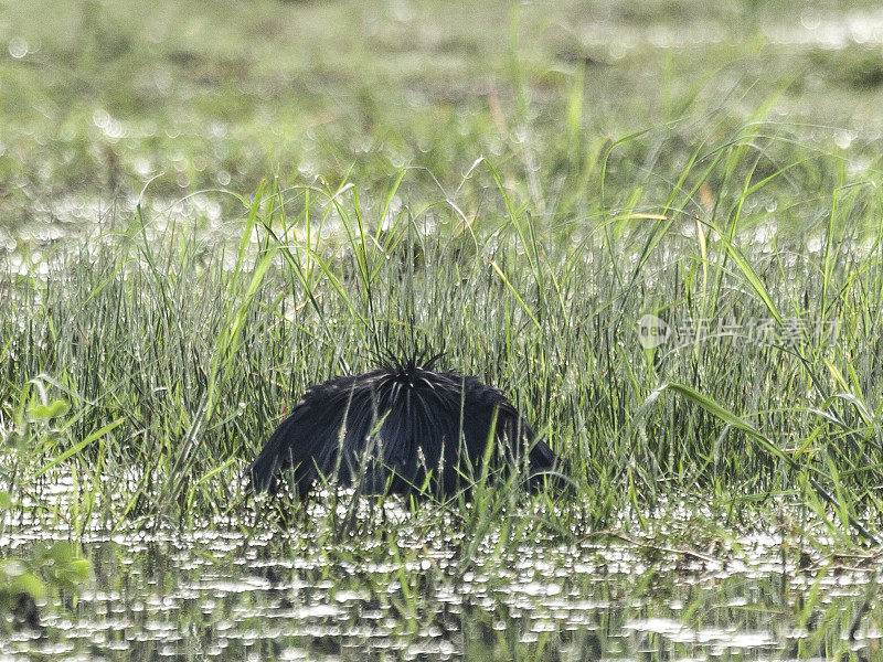 Black Heron / Egret (Egretta ardesiaca) canopy feeding, Botswana